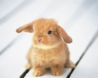 Image Optimization Checklists for Beginner to Advanced SEOs image adorable baby bunny