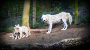 The Who, What, Where, When and Why of Excellent Blog Writing image wolf family