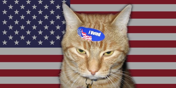 24 Cats More Likely To Vote On Election Day Than Most Americans image 2371d08d81bcfb34c953dd81ec40e8e2 600x300