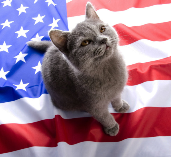 24 Cats More Likely To Vote On Election Day Than Most Americans image Presidential Cat Index and I in article near paragraph 1 600x549