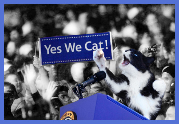 24 Cats More Likely To Vote On Election Day Than Most Americans image Yes We Cat Elections 600x415