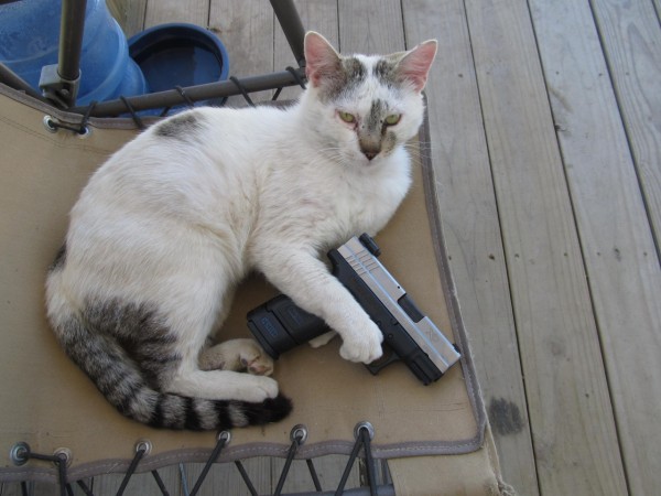 24 Cats More Likely To Vote On Election Day Than Most Americans image cats with guns 1280x960 600x450