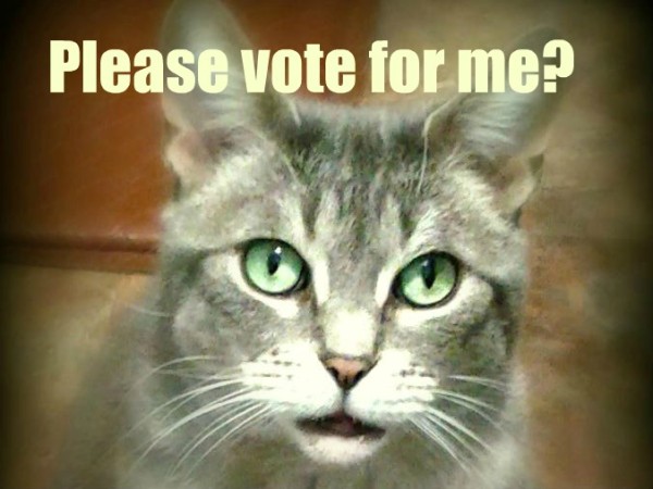 24 Cats More Likely To Vote On Election Day Than Most Americans image cody please vote 600x450