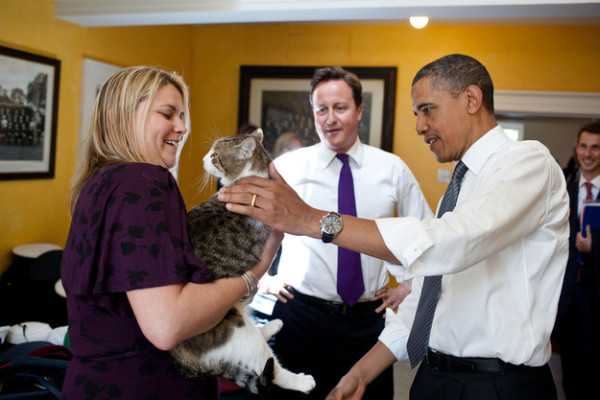 24 Cats More Likely To Vote On Election Day Than Most Americans image enhanced buzz 22214 1354311463 7 600x400