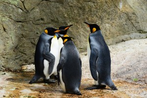 3 Ways to Protect Your Site from Penguin 3.0 image king penguin 384252 1280.jpg 300x200