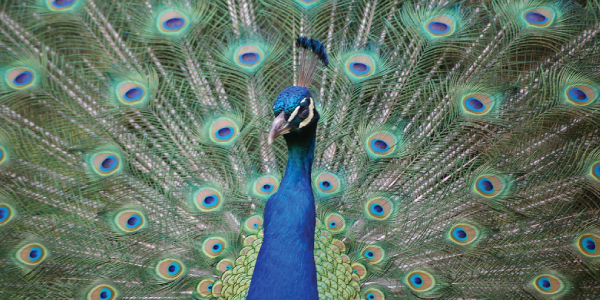 Why Customer Support Email Should Be Considered Sacred image peacock 600px