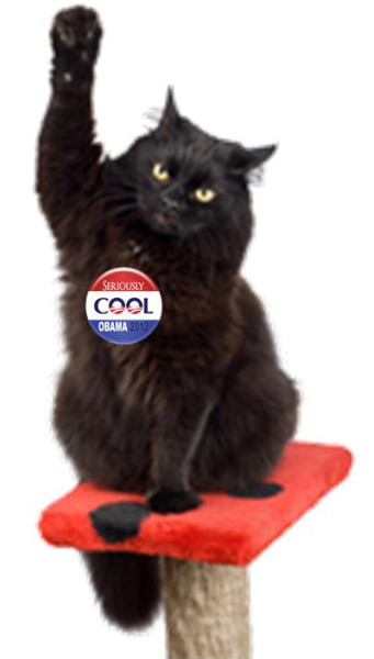 24 Cats More Likely To Vote On Election Day Than Most Americans image voting cat1 341x600