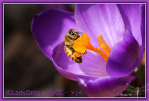 10 Ways To Avoid Social Media Perfectionism image Bee.jpg 300x205