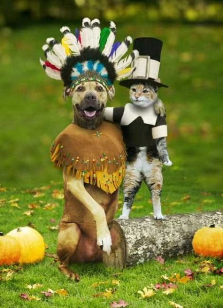 These 24 Cats Love Thanksgiving... Or At Least The Food image Cat Pilgrim and Dog Indian Thanksgiving Costumes 434x600
