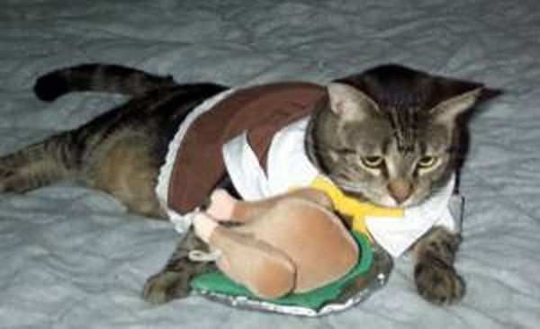These 24 Cats Love Thanksgiving... Or At Least The Food image Thanksgiving Pilgrim Cat With Fake Turkey 600x366