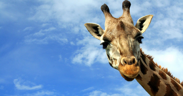 3 Ways Sales Operations Can Be More Strategic With Sales Leaders image giraffe clouds.jpg 600x317