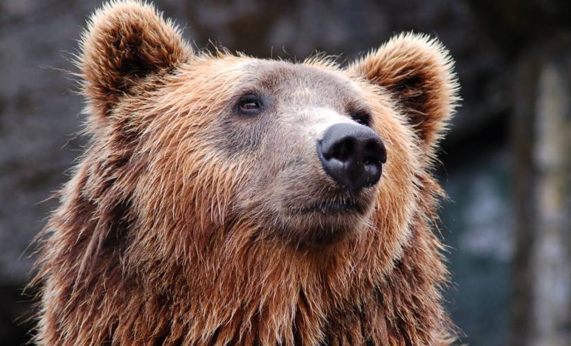 The S and P 500 Is Officially in a Bear Market. What That Means for Investors