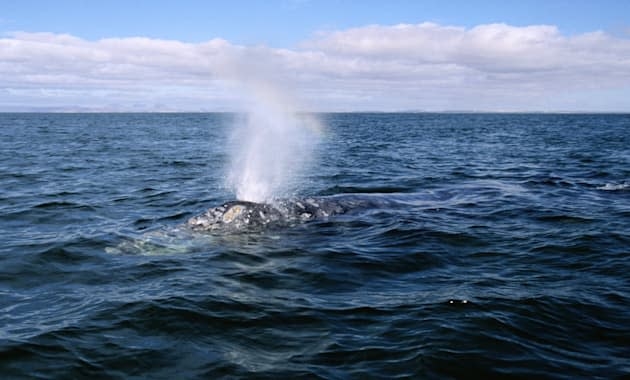 Smart buoy 'hears' the sea to protect whales against ship collisions