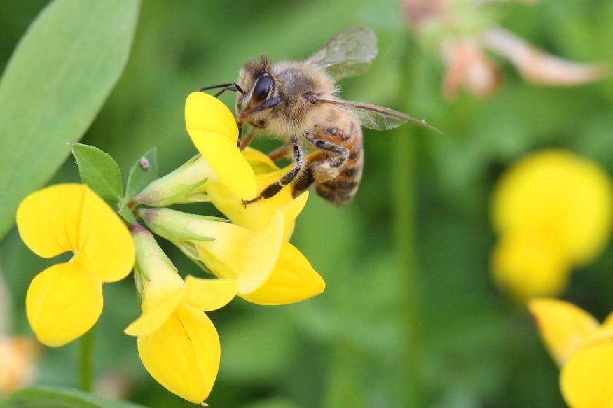 US Department of Agriculture approves first-ever vaccine for honeybees