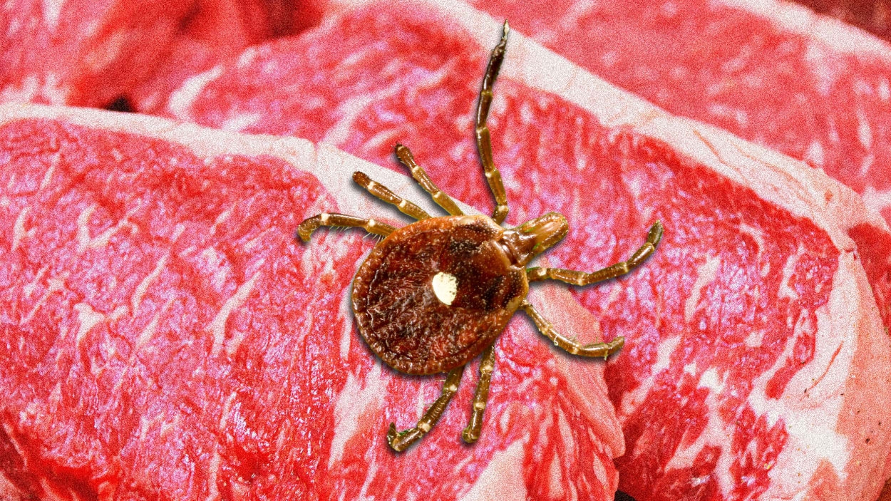 What does a lone star tick look like? CDC warns of alpha-gal syndrome, red-meat allergies, rash