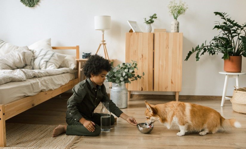 The Ultimate Convenience: Pet Necessities Delivered for Busy Owners