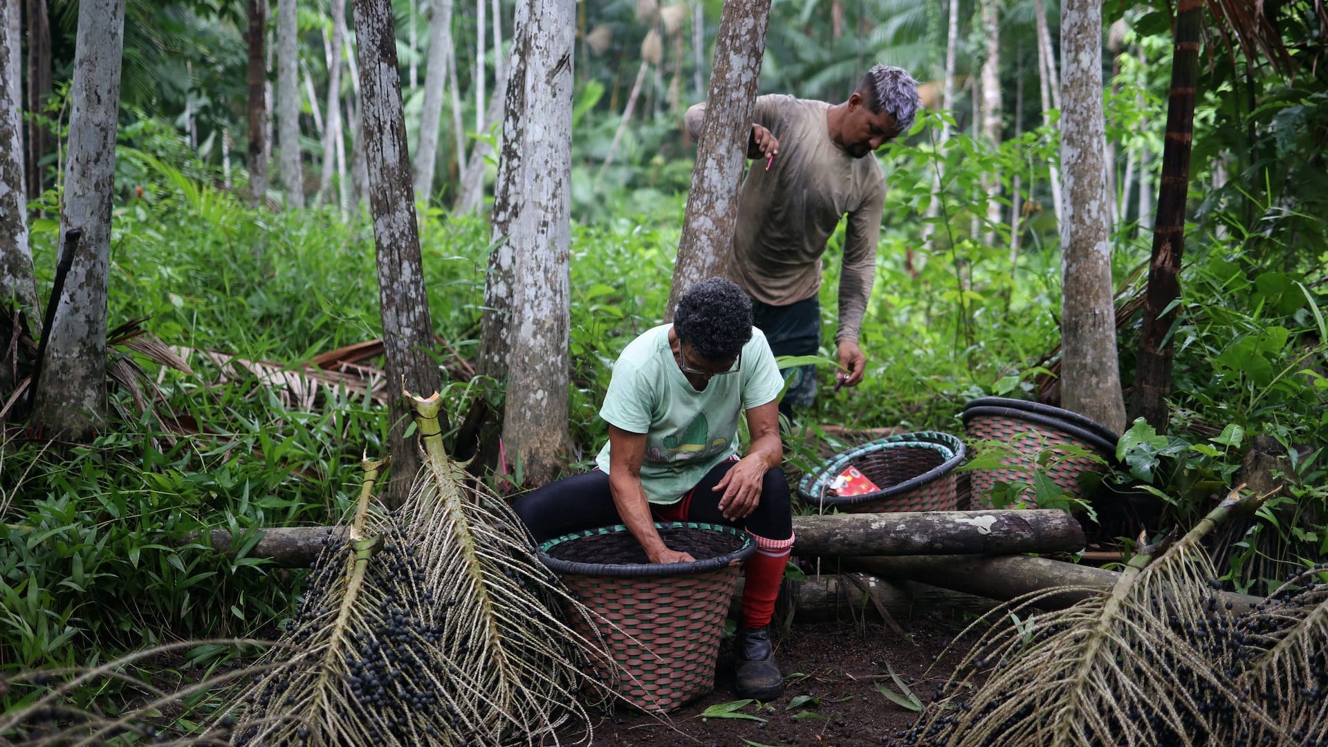 How women lead the acai berry business in the Amazon