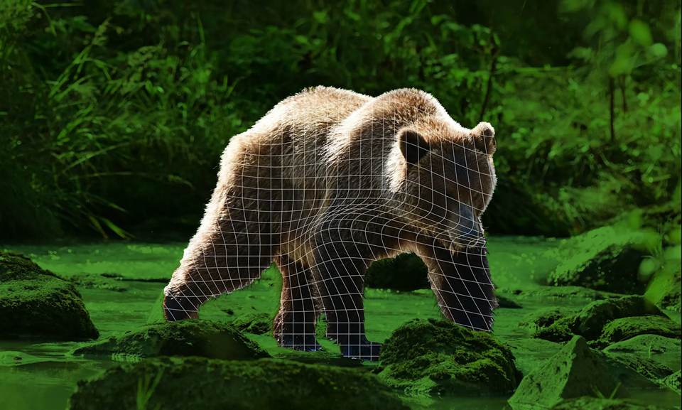 How a facial recognition tool for bears can help manage wildlife