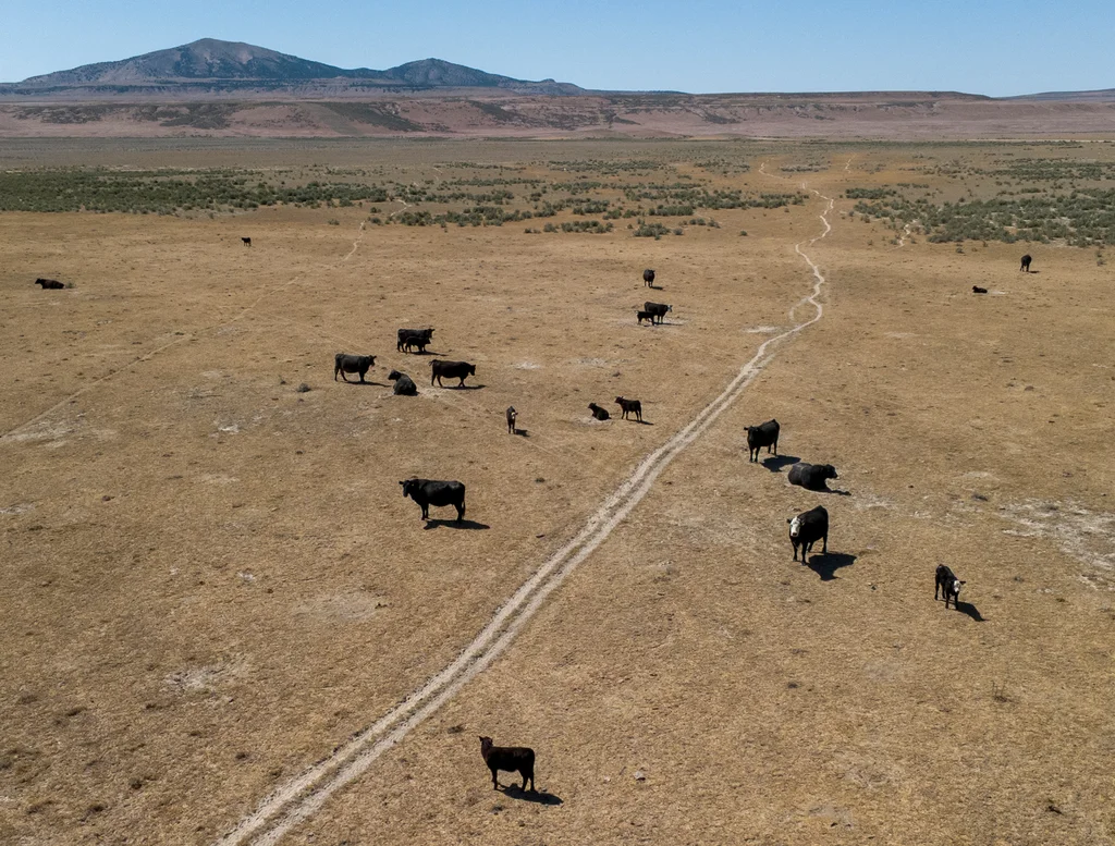 Kevin O’Leary believes his 10,000-acre data center can be ‘beautiful’ | DeviceDaily.com Kevin O’Leary believes his 10,000-acre data center can be ‘beautiful’ | DeviceDaily.com