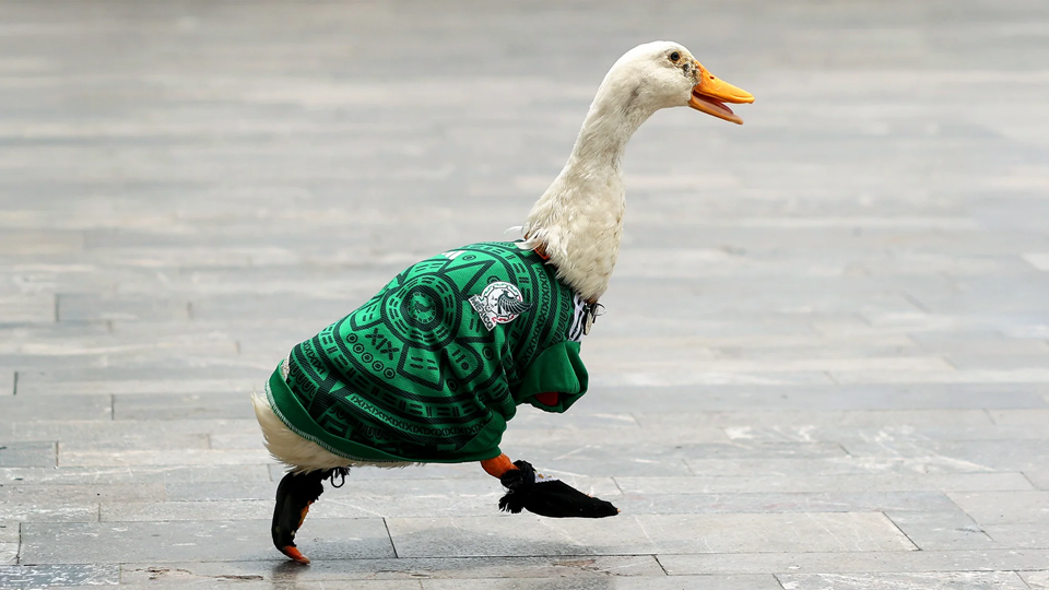 How this street duck became Mexico’s unofficial World Cup mascot | DeviceDaily.com How this street duck became Mexico’s unofficial World Cup mascot | DeviceDaily.com